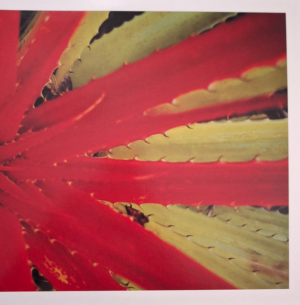 Jejune : This Afternoons Malady (2xLP, Album, RE, RM)