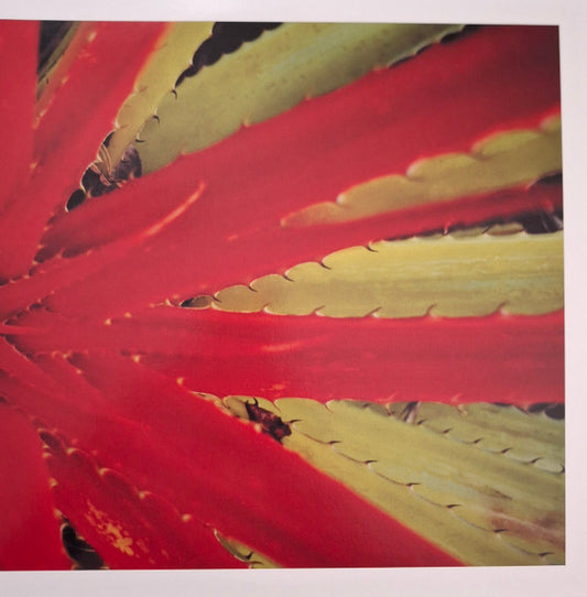 Jejune : This Afternoons Malady (2xLP, Album, RE, RM)