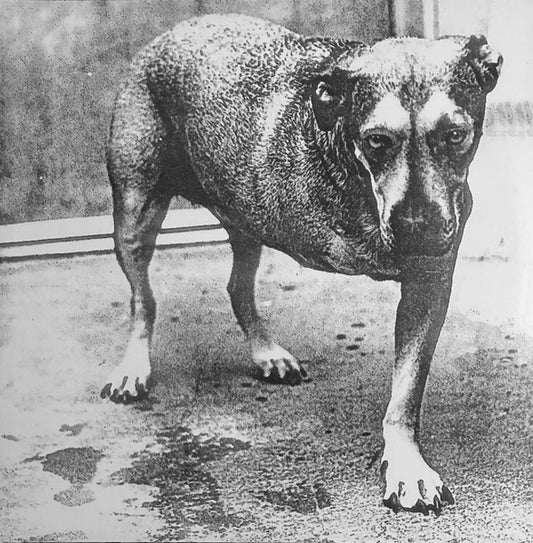 Alice In Chains : Alice In Chains (2xLP, Album, Ltd, RE, Hig)