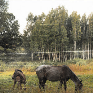 Pianos Become The Teeth : Old Pride (LP, Album, RP, Blu)
