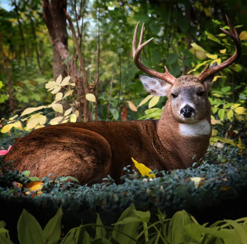 Deer with large antlers standing in a forest setting